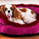 Dog Bed