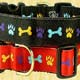 Colorful
 Collar