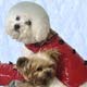 Dog Rain Coat,dog collar, Dog,pet life preservers Dog,life preservers dogs Dog,floatation Jackets Dog,floatation jackets animals Dog,dog raincoats Dog,dog jumpsuits Dog,raincoats dogs Dog,jackets dogs Dog,coats dogs Dog,dog collars