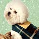 Dog,dog fleece coat, Dog,pet life preservers Dog,life preservers dogs Dog,floatation Jackets Dog,floatation jackets animals Dog,dog raincoats Dog,dog jumpsuits Dog,raincoats dogs Dog,jackets dogs Dog,coats dogs Dog,dog collars