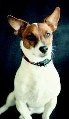 Dog Products,Dog Gifts,  Dog Collars, Leads, Dog Harnesses, Dog Grooming Tools