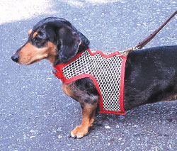 Dog Products,Dog Gifts,  Dog Collars, Dog Leashes,Dog Leads, Dog Harnesses, Dog Grooming Tools