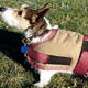 Blanket Coat Dog,dog blanket coat, Dog,pet life preservers Dog,life preservers dogs Dog,floatation Jackets Dog,floatation jackets animals Dog,dog raincoats Dog,dog jumpsuits Dog,raincoats dogs Dog,jackets dogs Dog,coats dogs Dog,dog collars